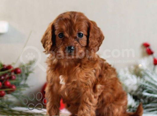 Kıpkırmızı Red Tooy Poodle Sevimli Yavrular