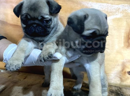 Üst Düzey Krem Pug Yavrular görsel