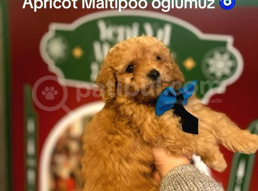 Apri̇cot Malti̇poo Yavrular
