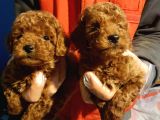 Ki̇m Orji̇nal A Kali̇te Toy Poodle İsti̇yor