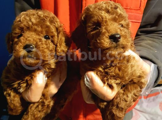 Ki̇m Orji̇nal A Kali̇te Toy Poodle İsti̇yor görsel