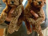 Ki̇m Orji̇nal A Kali̇te Toy Poodle İsti̇yor