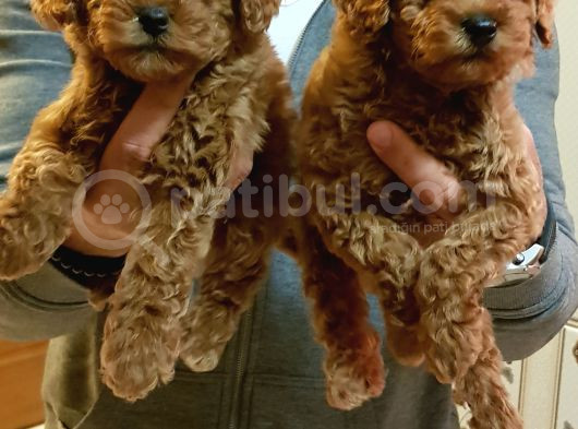 Ki̇m Orji̇nal A Kali̇te Toy Poodle İsti̇yor görsel