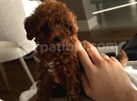Eğitimli Dişi Toy Poodle Yavrumuz Ailesini Bekliyor