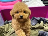 Ki̇m Orji̇nal A Kali̇te Toy Poodle İsti̇yor