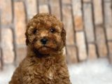 Ki̇m Orji̇nal A Kali̇te Toy Poodle İsti̇yor