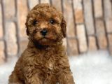 KİM ORJİNAL A KALİTE TOY POODLE İSTİYOR