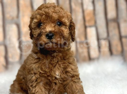 Ki̇m Orji̇nal A Kali̇te Toy Poodle İsti̇yor