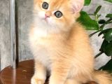 Sevimli Golden British Shorthair