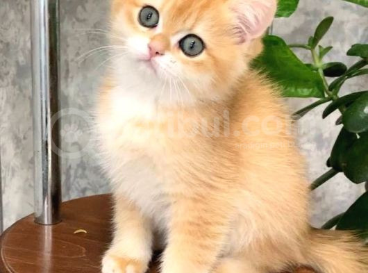 Sevimli Golden British Shorthair görsel
