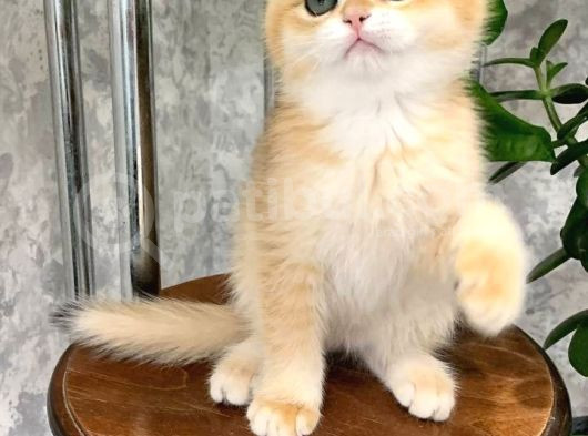 Sevimli Golden British Shorthair görsel
