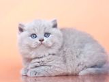 Peluş Görünümlü Lilac British Longhair