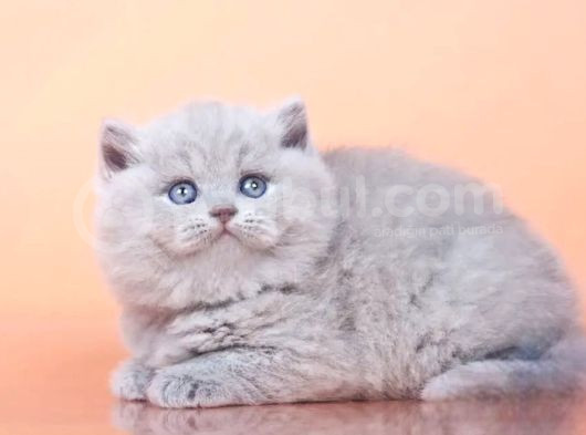 Peluş Görünümlü Lilac British Longhair görsel