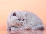 Peluş Görünümlü Lilac British Longhair