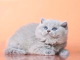 Peluş Görünümlü Lilac British Longhair