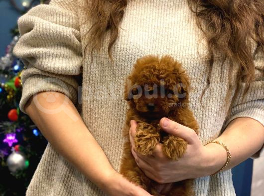 Ev Doğumu Toy Poodle Bebekler görsel