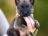 Pet Otelimizden Aşılı Belçika Malinois Kurdu Yavrular