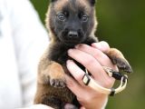 Pet Otelimizden Aşılı Belçika Malinois Kurdu Yavrular