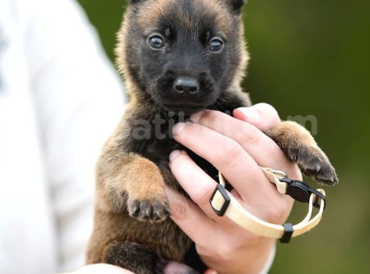 Pet Otelimizden Aşılı Belçika Malinois Kurdu Yavrular görsel