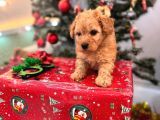 Maltipoo yavrumuzz