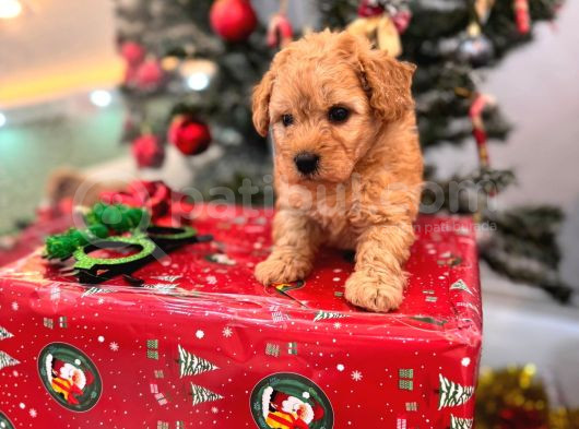 Maltipoo Yavrumuzz