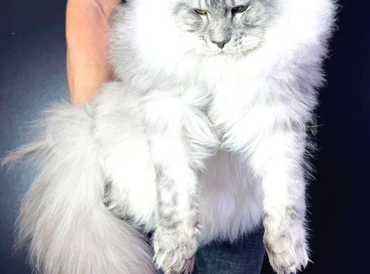 Xl Maine Coon Safkan Secereli̇ Yavrular görsel