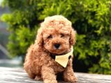 Orji̇nal Malti̇po Yavrular