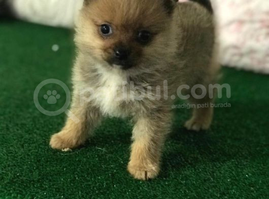 Tea Cup Mi̇kro Boy Pomerani̇an Spi̇tz Erkek Yavru görsel