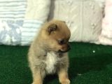 Tea Cup Mi̇kro Boy Pomerani̇an Spi̇tz Erkek Yavru