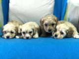 Orji̇nal Gerçek Malti̇poo Yavrular