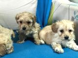 Orji̇nal Gerçek Malti̇poo Yavrular