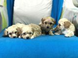 Orji̇nal Gerçek Malti̇poo Yavrular