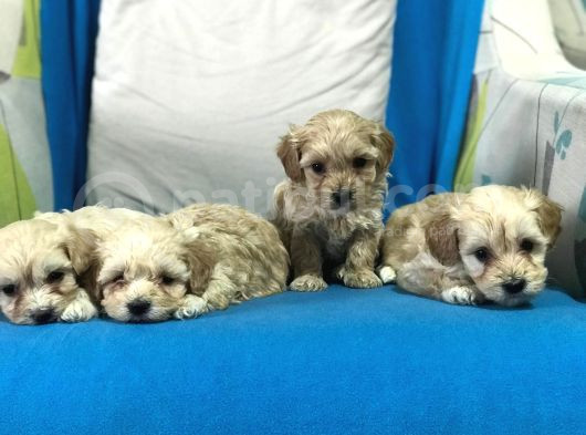 Orji̇nal Gerçek Malti̇poo Yavrular