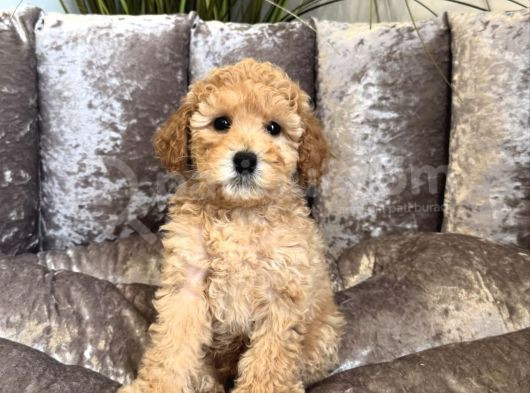 Red Toy Poodle Yavrular