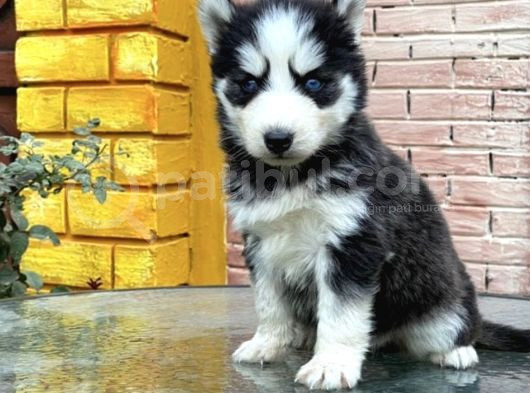 Safkan Husky Yavrulari