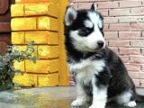Safkan Husky Yavrulari