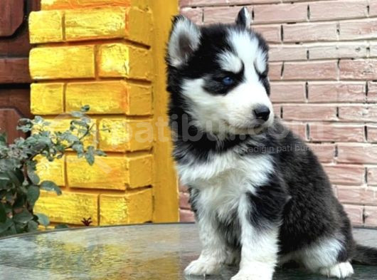 Safkan Husky Yavrulari görsel