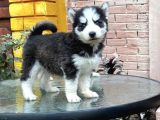 Safkan Husky Yavrulari