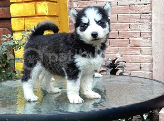 Safkan Husky Yavrulari görsel