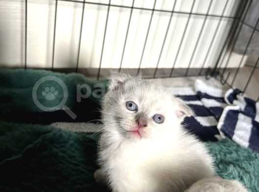 Scottish Fold görsel