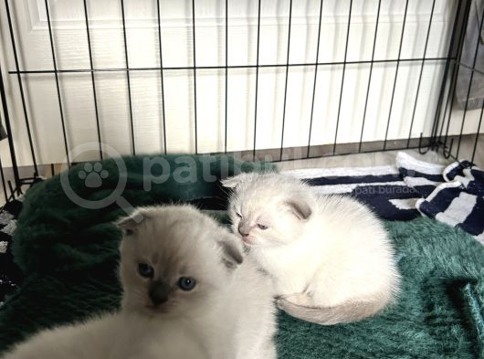 Scottish Fold görsel
