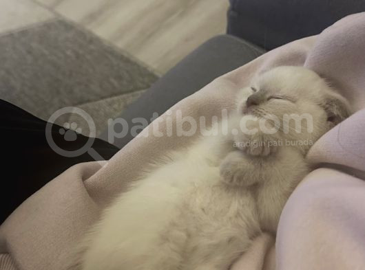Scottish Fold  görsel