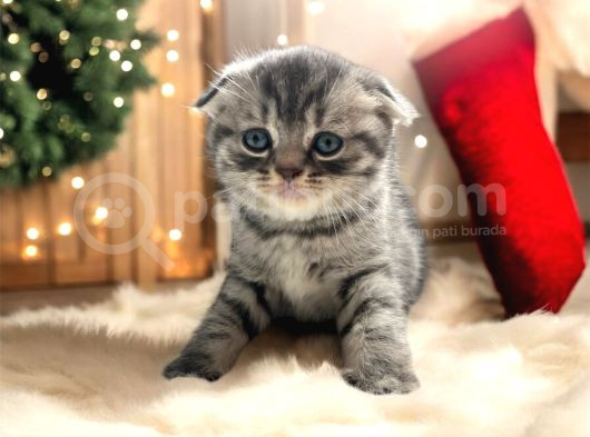 Scottish Fold Oyuncu Yavrular