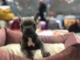 bLUE TAN FRANSIZ BULLDOG ORİJİNAL GARANTİLİ