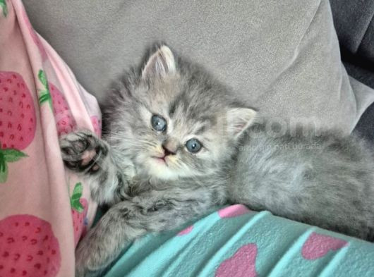 Aile Sıcaklığnda Büyüyen  Scottish Fold British Yavrular görsel