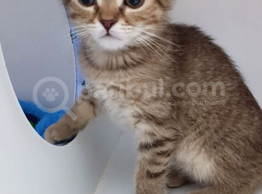 Yeni̇ Yilin Mi̇ni̇ği̇ Ny23 Yavrumuz  görsel