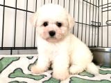 Kore Bichon Frise Bebekler