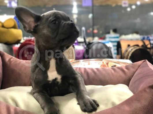 Blue Tan Fransiz Bulldog Ori̇ji̇nal Garanti̇li̇ görsel