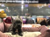 Blue Tan Fransiz Bulldog Ori̇ji̇nal Garanti̇li̇