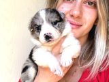 Her Renk Border Collie Yavrusu